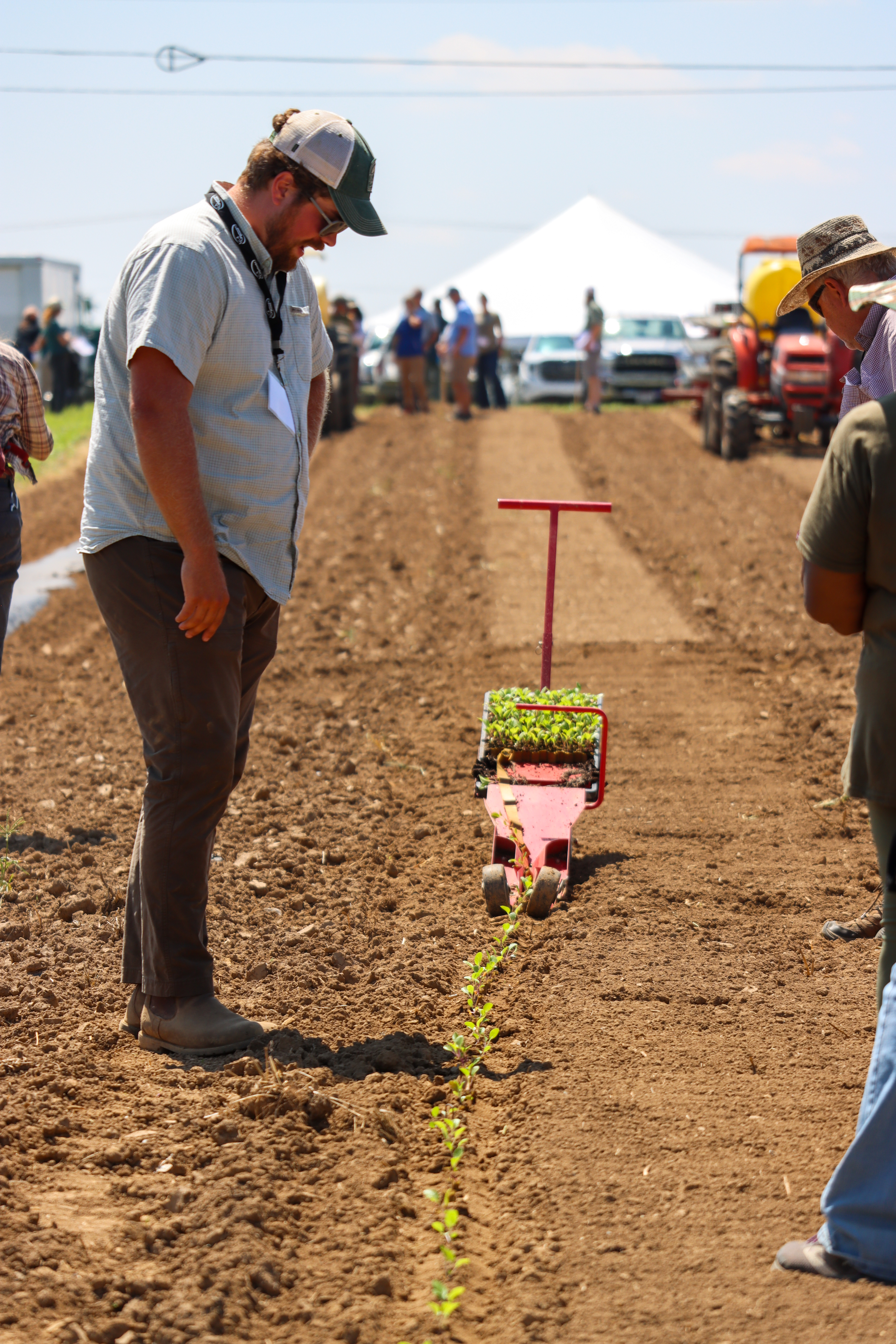 Person in field looking at transplants