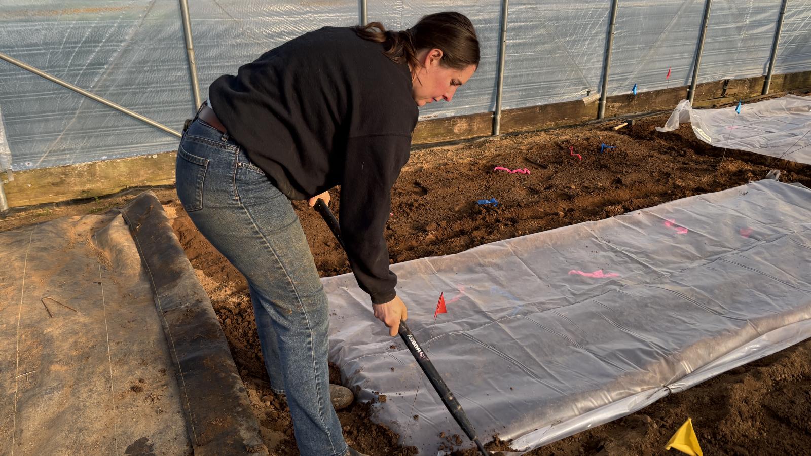 Soil Solarization in High Tunnels: Management of Soilborne Pathogens ...