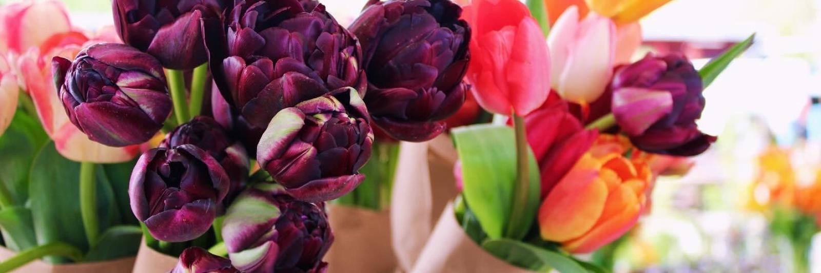 various colored tulips in a bucket