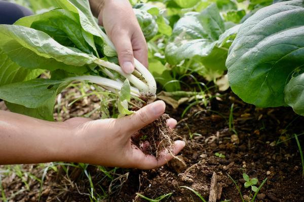 Hands Harvesting vegetables