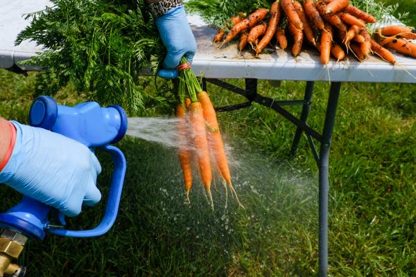 Washing Carrots
