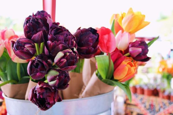 various colored tulips in a bucket