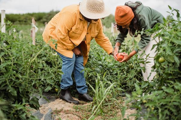 two people harvesting produce