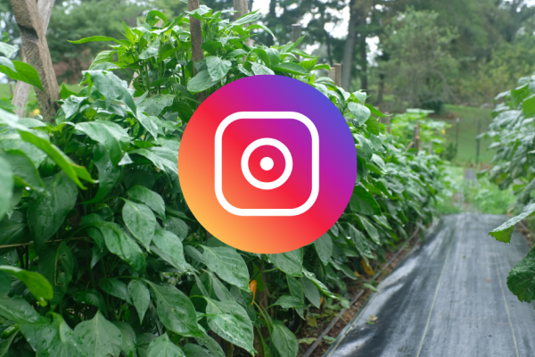 instagram logo overlaid on a photo of a farm