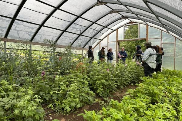 several different crops growing in a high tunnel