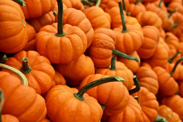 Photo of orange pumpkins