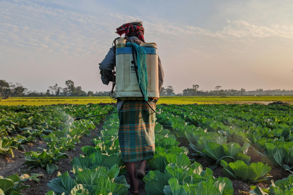 farmer applying pesticide to a field of cabbage