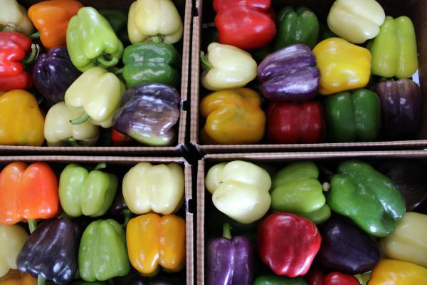Photograph of tri-colored bell peppers in bushel box