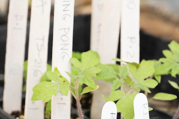 Transplants growing out of pots with white labels