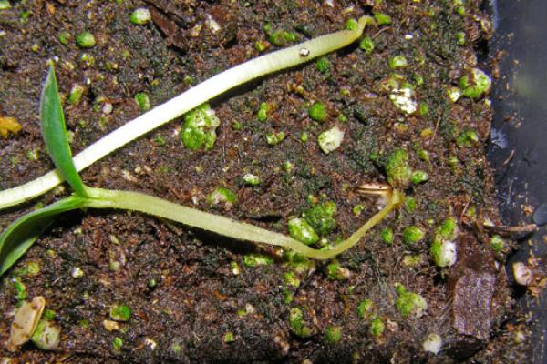 Seedlings dying in potting soil