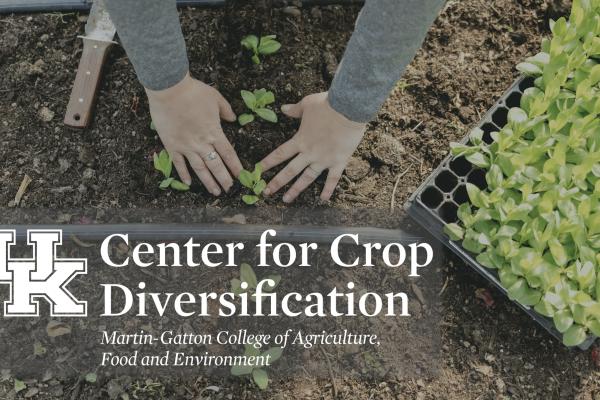 person's hands pressing plant into soil with CCD logo