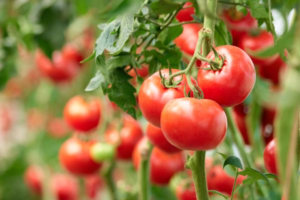 A close-up image of red tomatoes on a tomato plant, with other tomatoes out of focus in the background