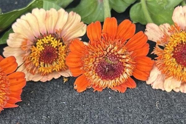 orange and pale yellow flowers arranged in a row on a table