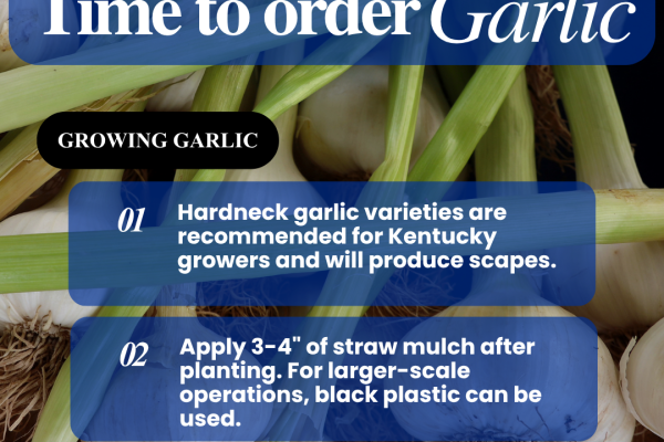 garlic photo with blue and white text on top of photo