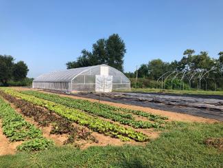 High tunnel is a vegetable field