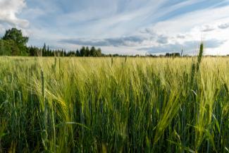 field of rye in front of blue sky