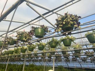 hanging baskets in a greenhouse