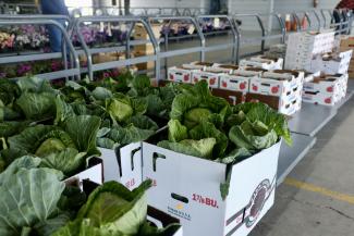 grens and other produce in boxes for sale