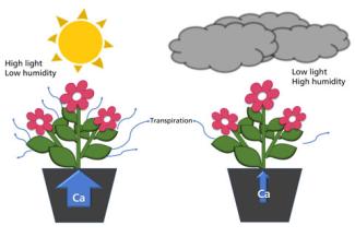 Two potted plants showing how calcium moves into plants better under high light than low light