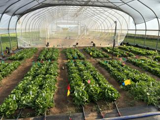 Lettuce growing in high tunnel in TN