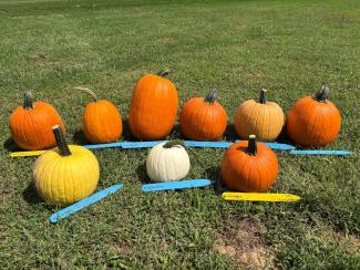 pumpkins sitting in grass field