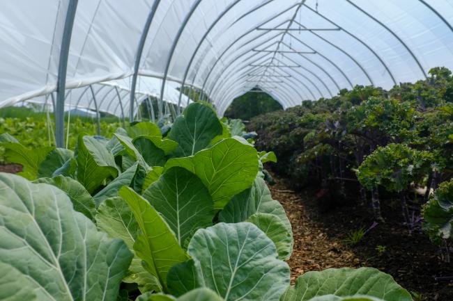 greens growing in soil under high tunnel