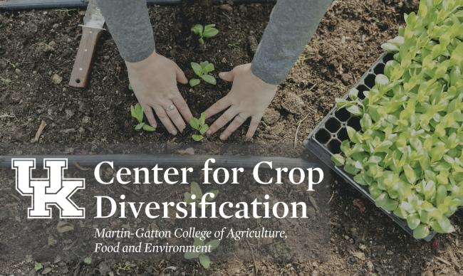 person's hands pressing plant into soil with CCD logo