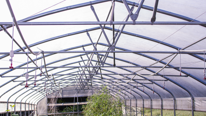 inside of a high tunnel with sprinklers