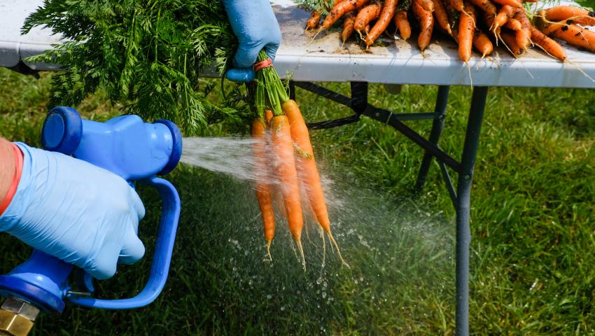 Washing Carrots