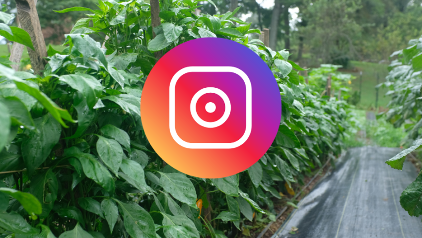 instagram logo overlaid on a photo of a farm