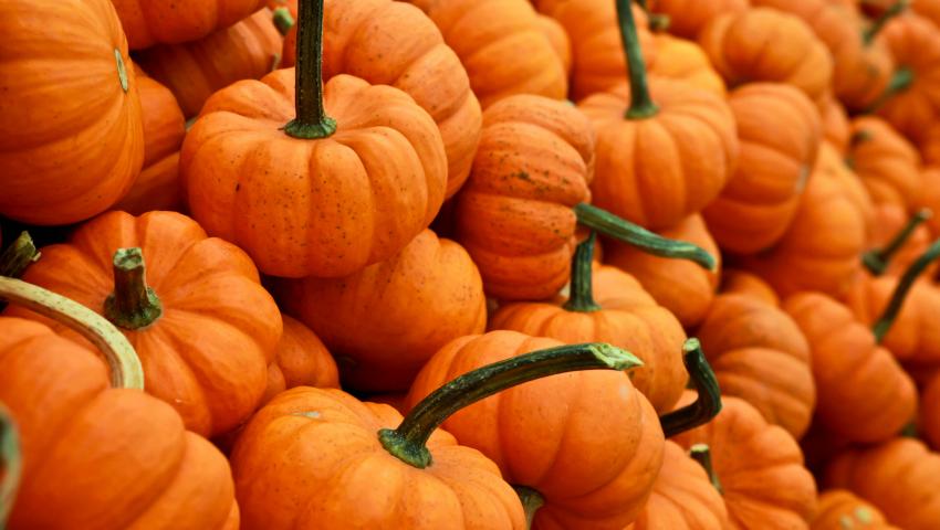 Photo of orange pumpkins
