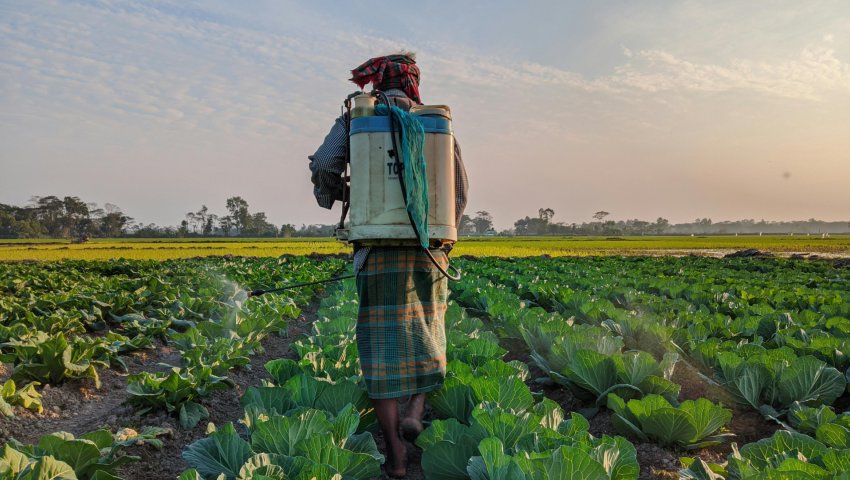 farmer applying pesticide to a field of cabbage