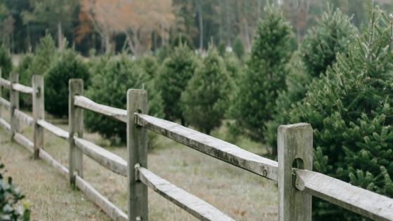 christmas trees on a farm behind a wooden fence