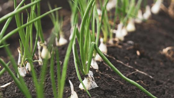 onions growing in soil