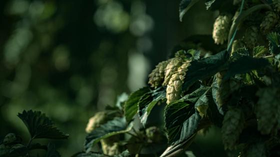 hop cones on bines with leaves in background