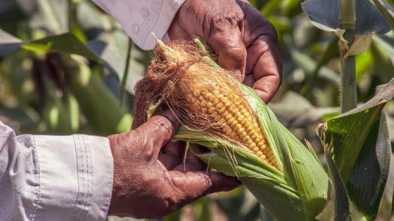 hands opening sweet corn