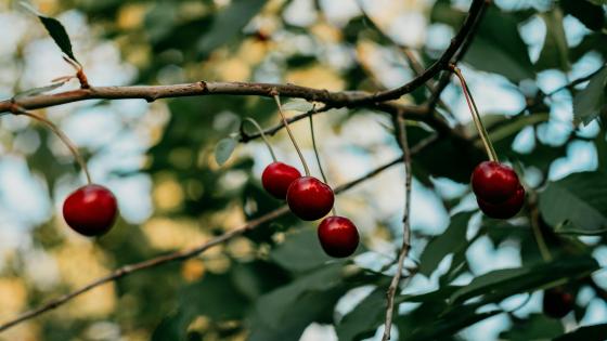 cherries on tree branches