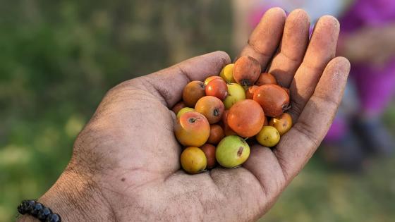 Hand holding jujube