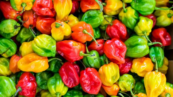 various colors of peppers in a large pile