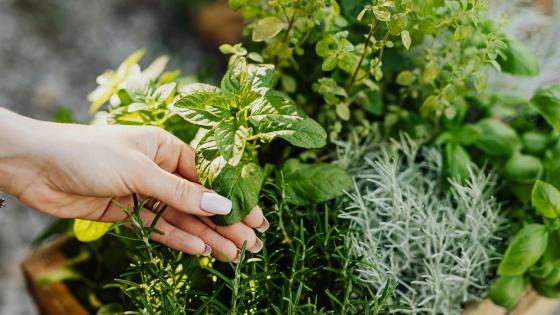 planter with herbs, hand touching leaves