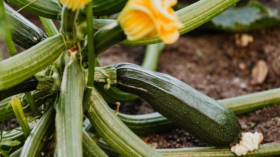 zucchini and blossoms on plant