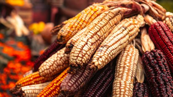 pile of dry ornamental corn in yellow and red