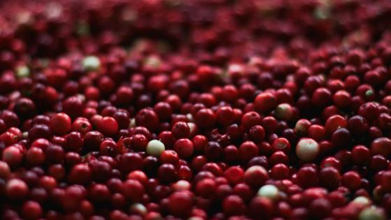 pile of cranberries close up