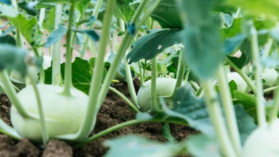 kohlrabi growing in soil