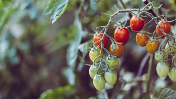 cherry tomatoes on vine