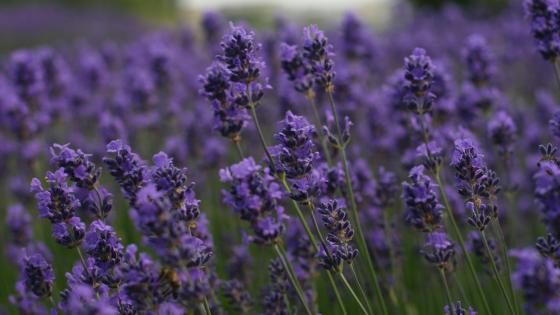 lavender flowers in field