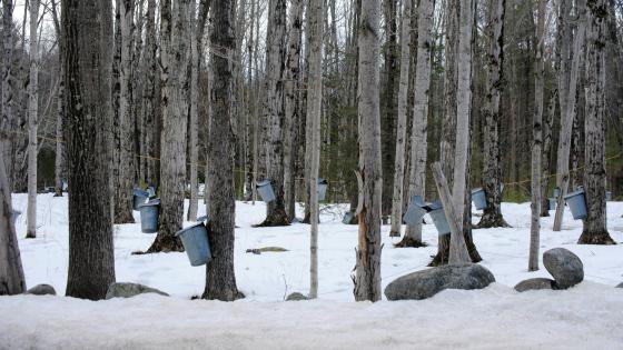 pails on tapped maple trees collecting sap, snow on ground