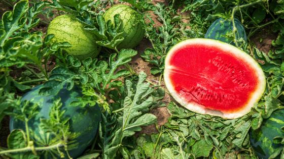 watermelon cut open next to uncut melons on vine in field