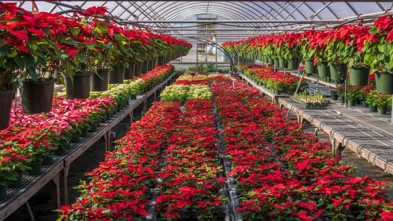 poinsettias in a greenhouse