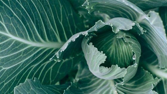 close up of cabbage plant